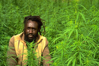 Illustration for article titled Jamaica Legalizes (Medical) Marijuana & Decriminalizes All Weed